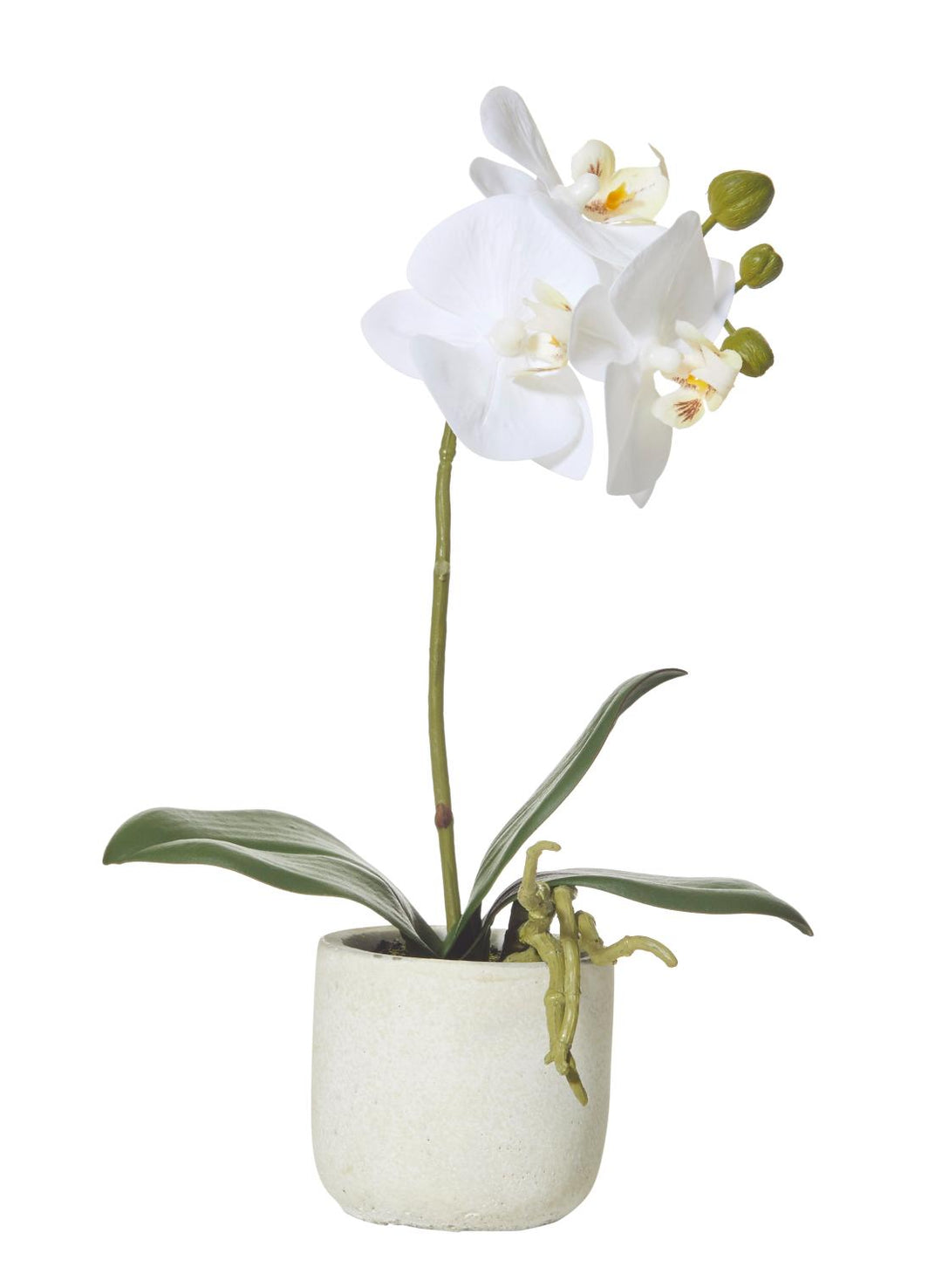 Butterfly Orchid-Smooth Pot 17x8x30cm