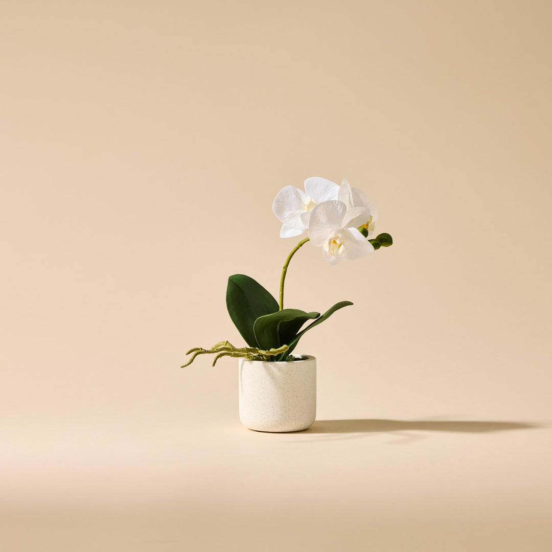 Butterfly Orchid-Smooth Pot 17x8x30cm