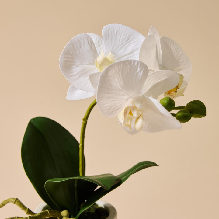 Butterfly Orchid-Smooth Pot 17x8x30cm