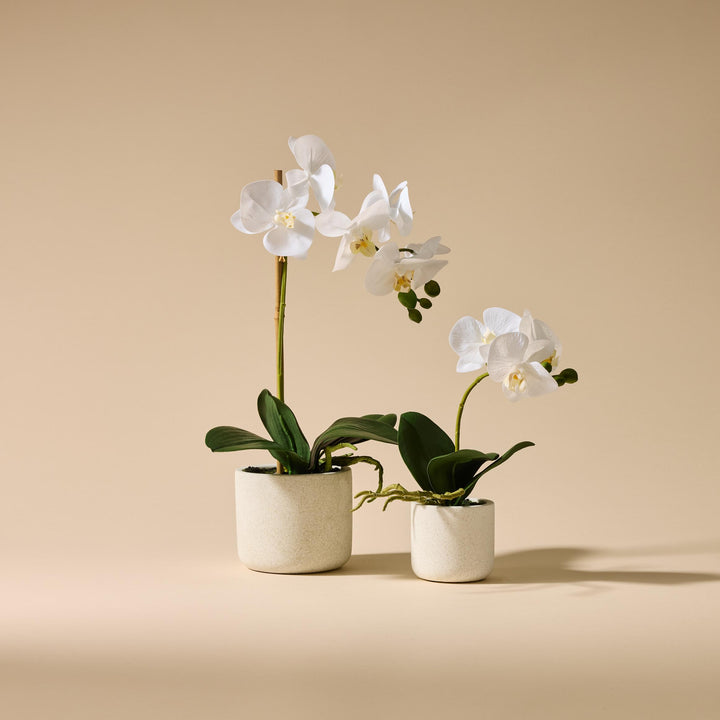 Butterfly Orchid-Smooth Pot 17x8x30cm